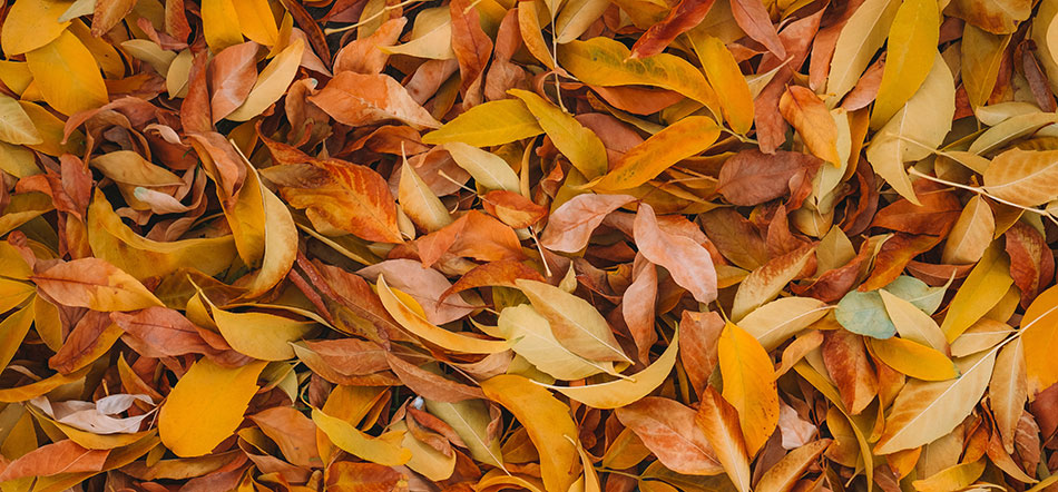 Fall Color Leaves On The Ground