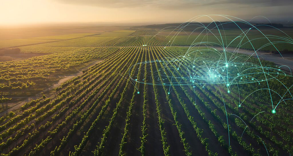 an image of a field of crops